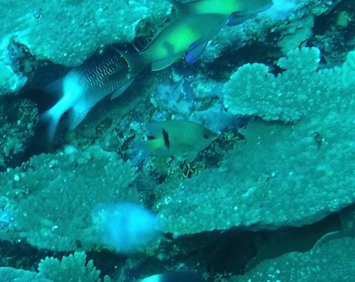 Plectroglyphidodon johnstonianus