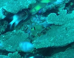 Plectroglyphidodon johnstonianus