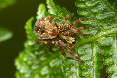 Dirksia cinctipes