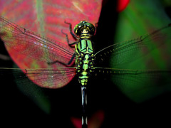 Orthetrum sabina