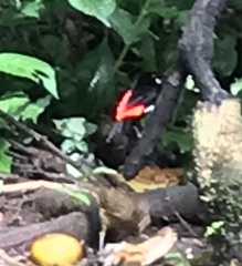 Ramphocelus passerinii