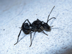 Polyrhachis