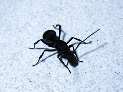 Polyrhachis