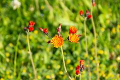 Pilosella aurantiaca