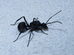 Polyrhachis