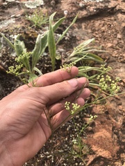 Spermolepis