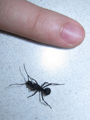 Polyrhachis