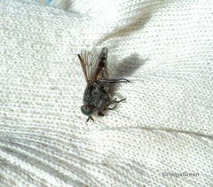 Hybomitra bimaculata