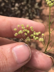 Spermolepis