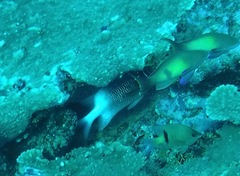 Sargocentron caudimaculatum
