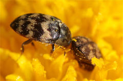 Attagenus trifasciatus