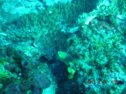 Stegastes lacrymatus