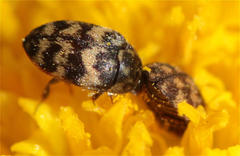 Attagenus trifasciatus