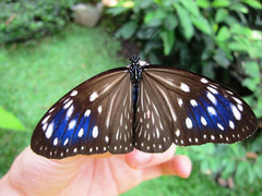 Euploea mulciber