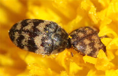 Attagenus trifasciatus