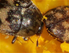 Attagenus trifasciatus