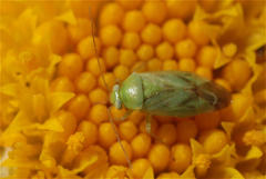 Taylorilygus apicalis