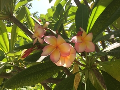 Plumeria rubra