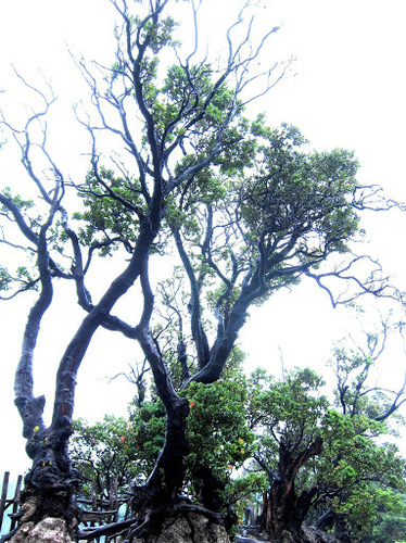 Image of Vaccinium varingiifolium by (c) Jason Alexander, some rights reserved (CC BY)