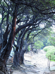 Vaccinium varingiifolium
