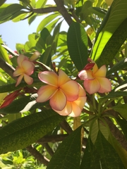 Plumeria rubra