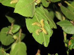 Phelypera distigma