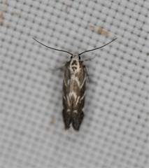 Aristotelia hexacopa