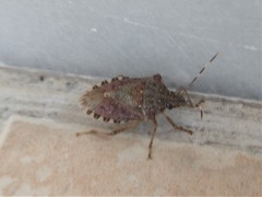 Halyomorpha halys