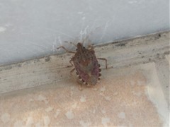 Halyomorpha halys