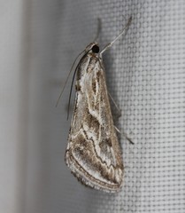 Evergestis vinctalis