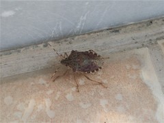 Halyomorpha halys