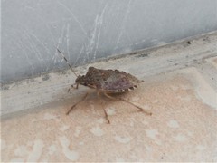 Halyomorpha halys