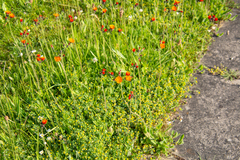 Pilosella aurantiaca