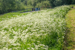 Anthriscus sylvestris