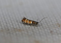 Chrysaster ostensackenella