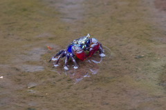 Parasesarma indiarum