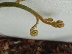 Pteridium esculentum