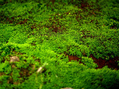 Bryophyta