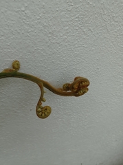 Pteridium esculentum
