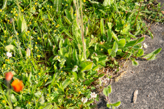 Pilosella aurantiaca