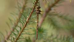 Austrocordulia refracta