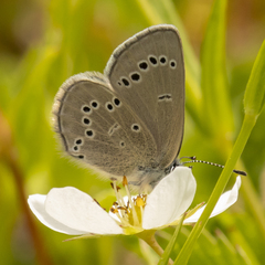 Glaucopsyche lygdamus image