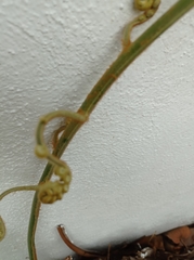 Pteridium esculentum