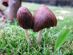 Agaricales