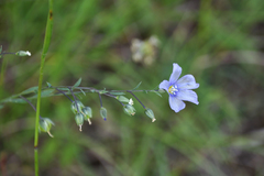 Linum leonii
