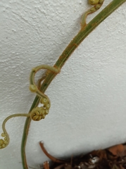 Pteridium esculentum