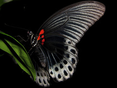 Papilio memnon agenor