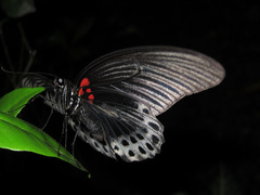 Papilio memnon agenor
