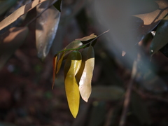 Sageraea laurina