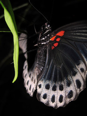 Papilio memnon agenor